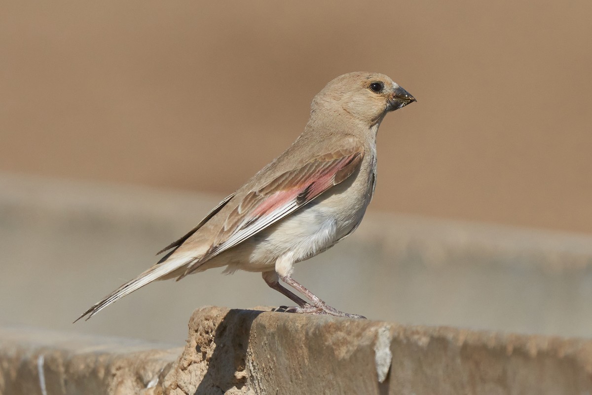 Desert Finch - ML459962621