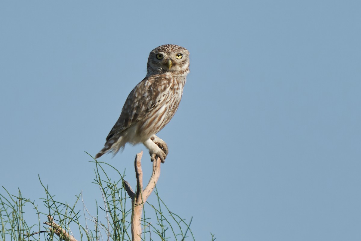 Little Owl (Hutton's) - ML459962861