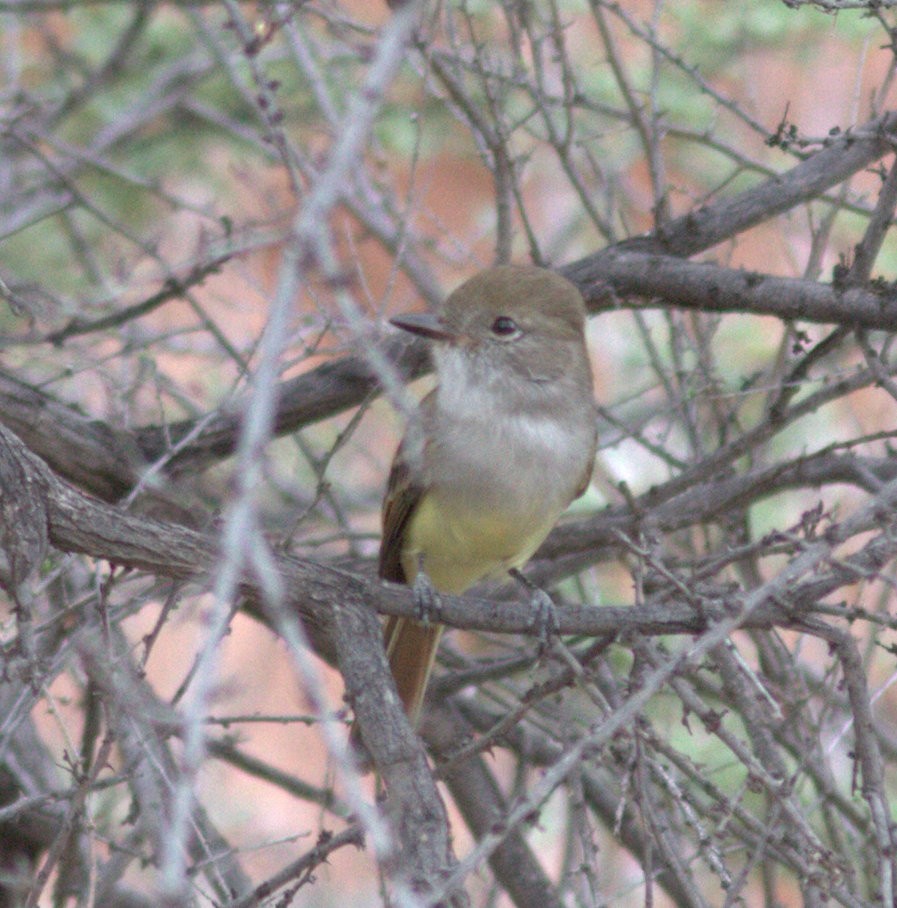 Nutting's Flycatcher - ML459962891