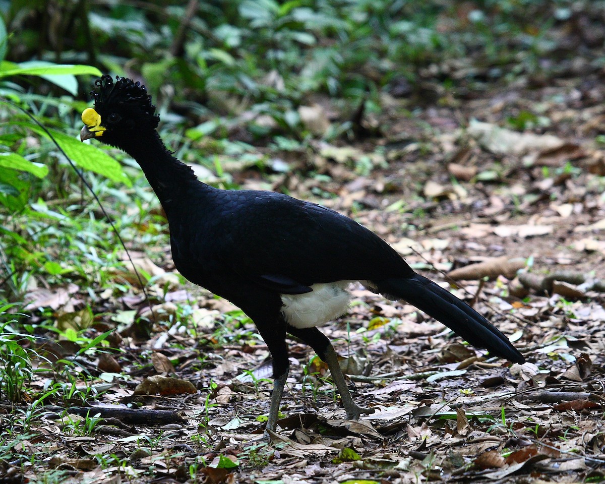 Great Curassow - Matt Brady