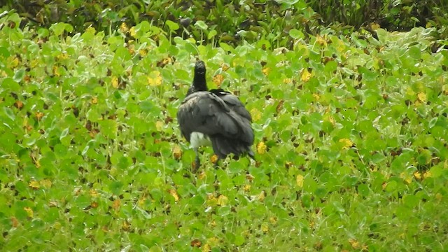 Horned Screamer - ML459963861