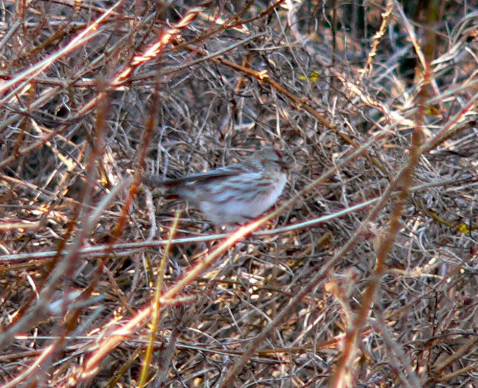 Common Redpoll - ML459963931