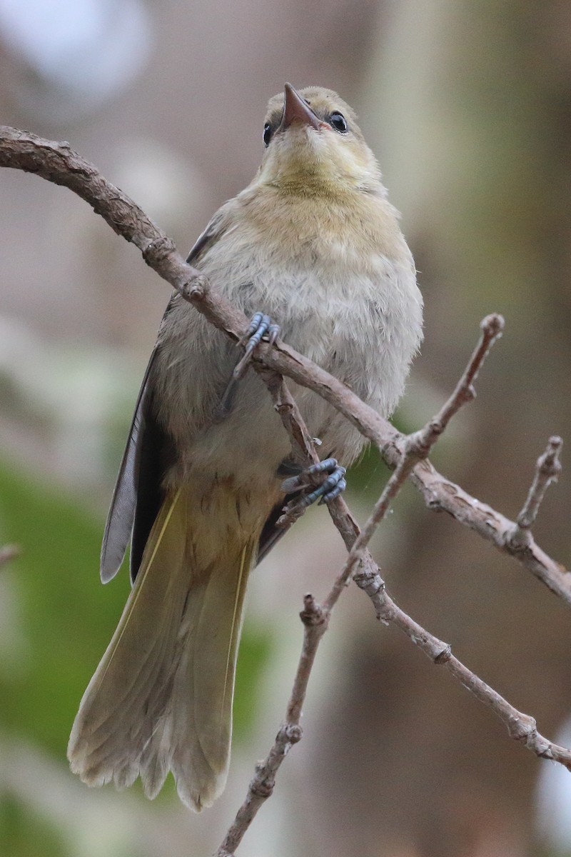 Bullock's Oriole - ML459964791