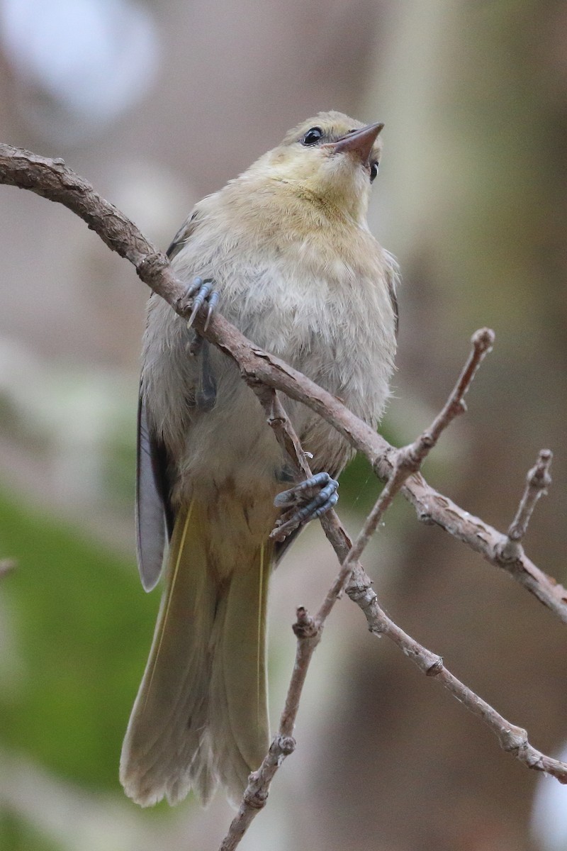 Bullock's Oriole - Jeffrey Fenwick