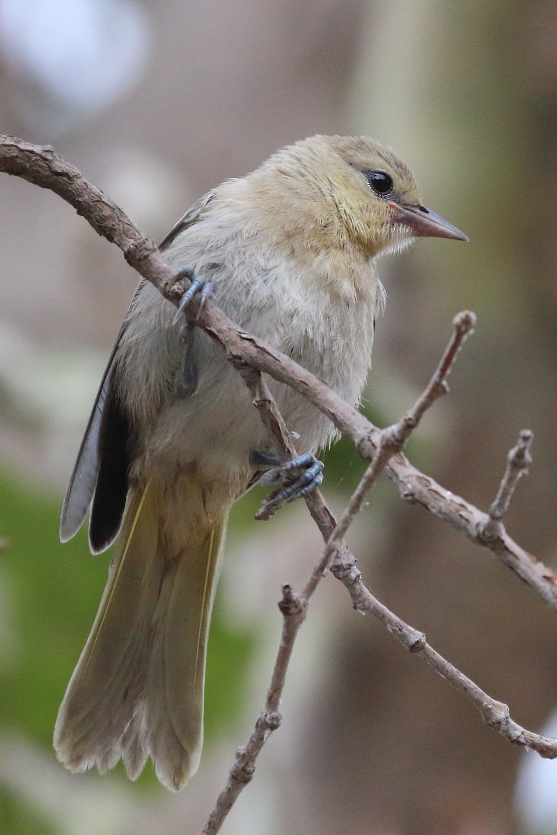 Oriole de Bullock - ML459964841