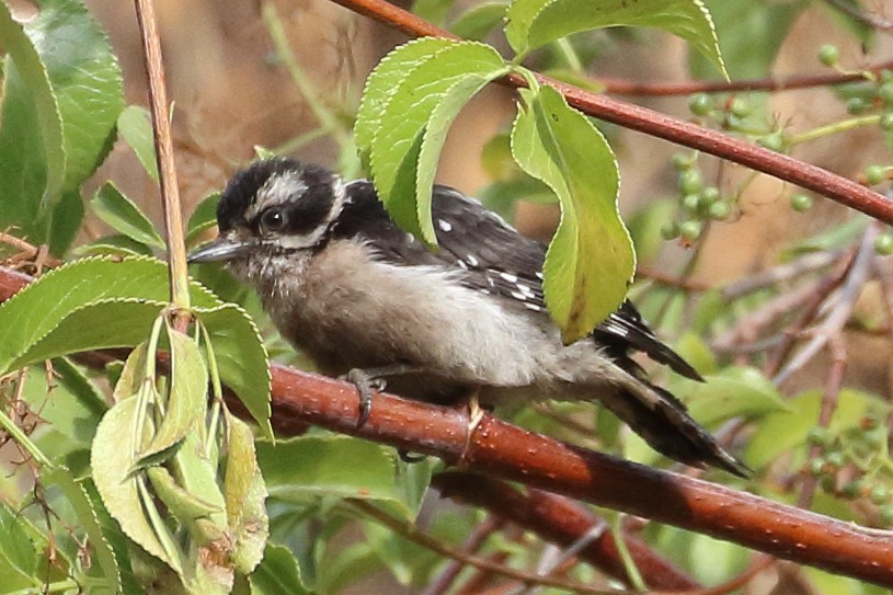 Downy Woodpecker - ML459966401