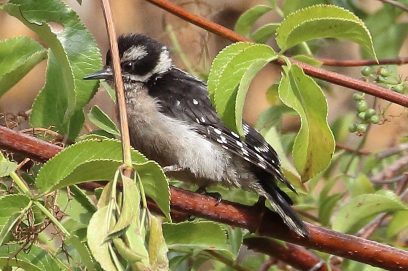 Downy Woodpecker - ML459966411