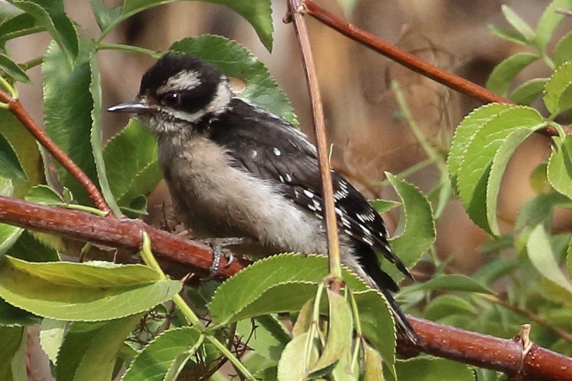 Downy Woodpecker - ML459966511