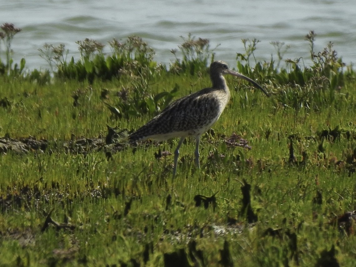 Морин тутгалжин - ML459966971
