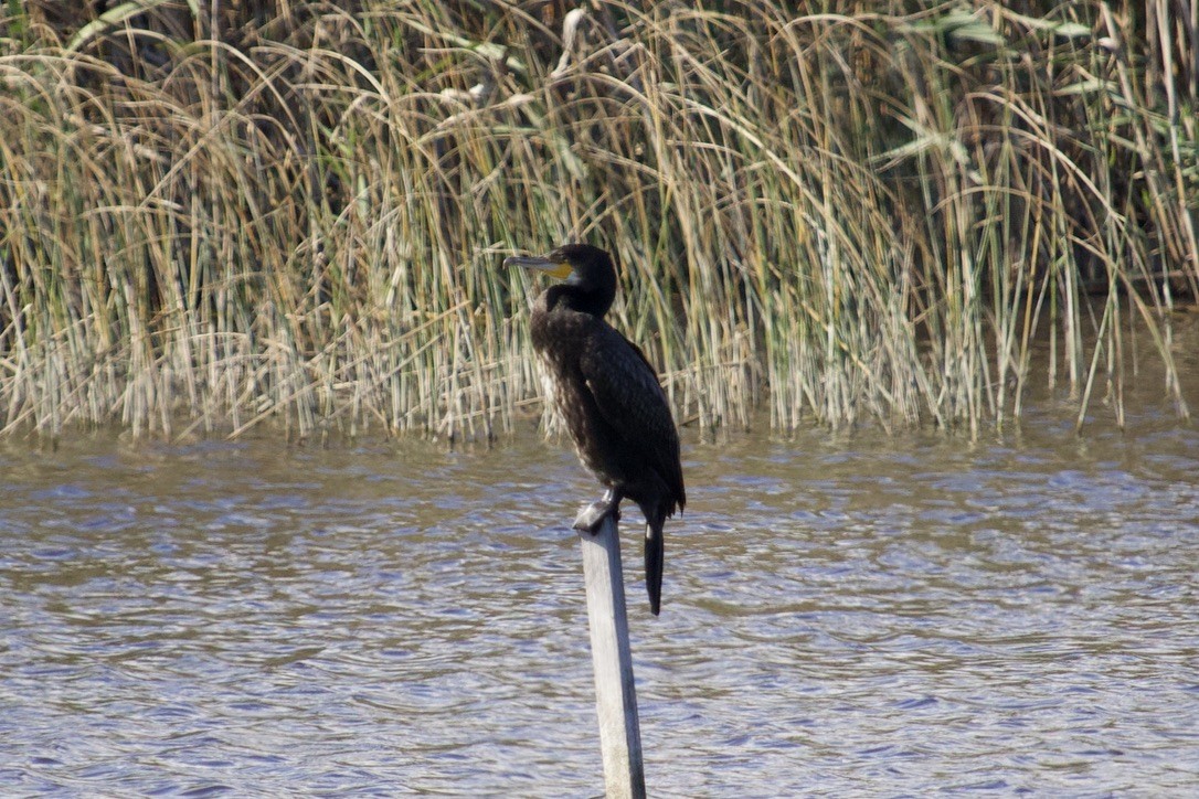 Great Cormorant (Eurasian) - Magdalena Nogaj