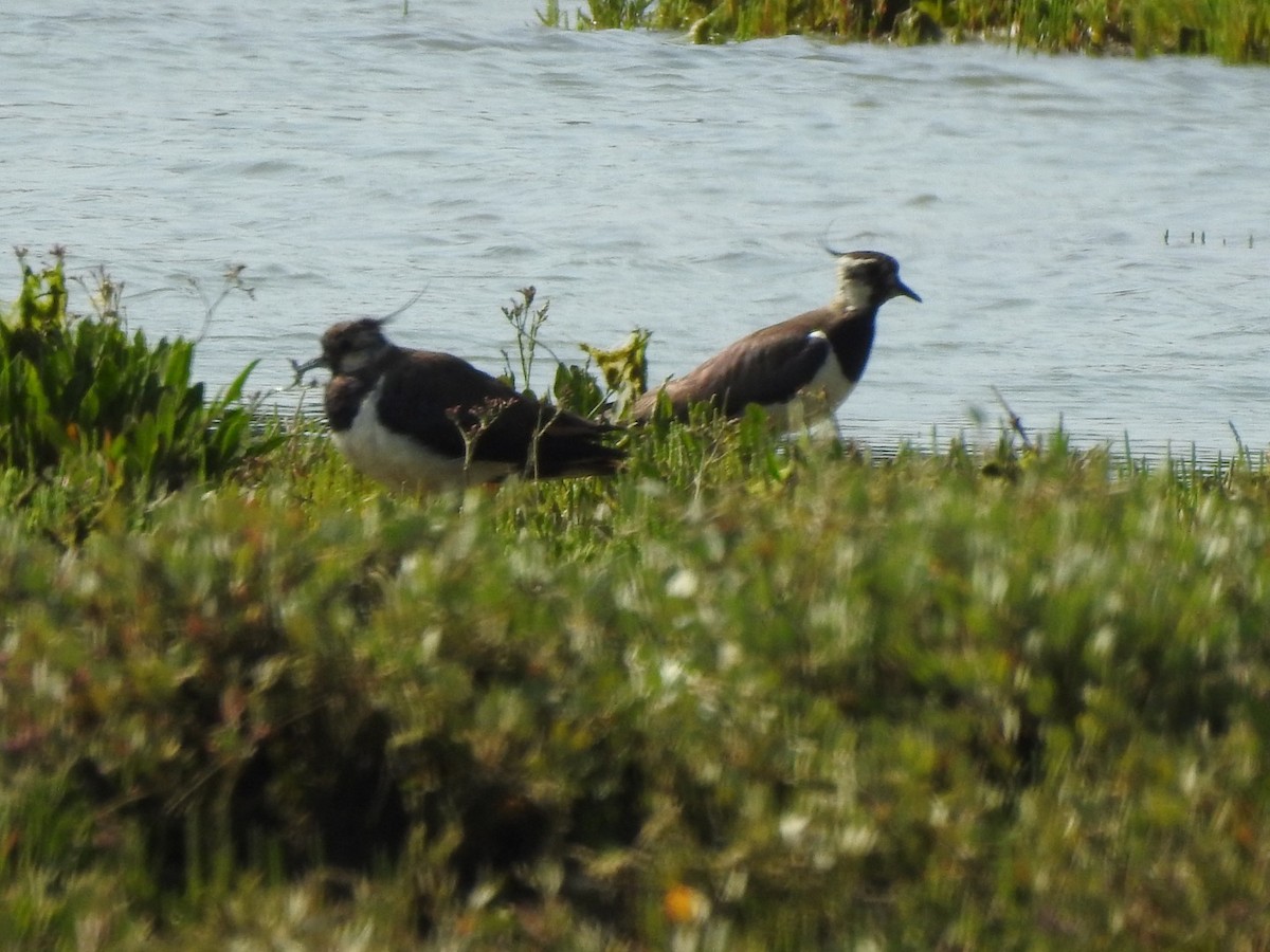 Умардын хавтгаалж - ML459967241