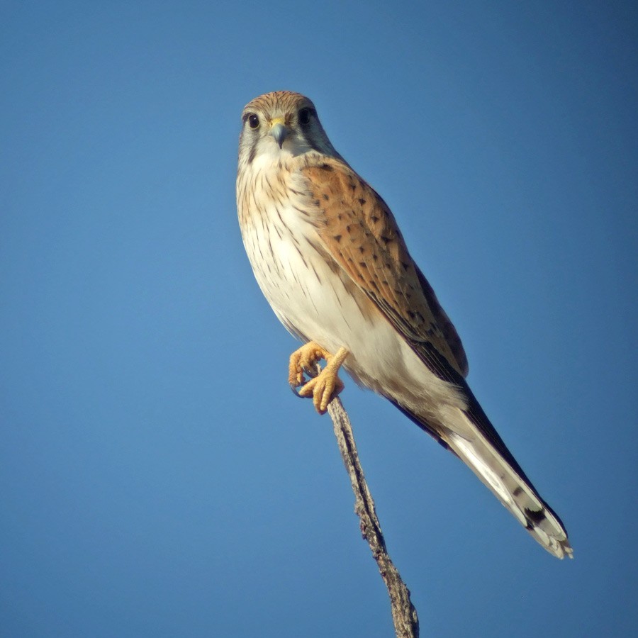 Nankeen Kestrel - ML45996761