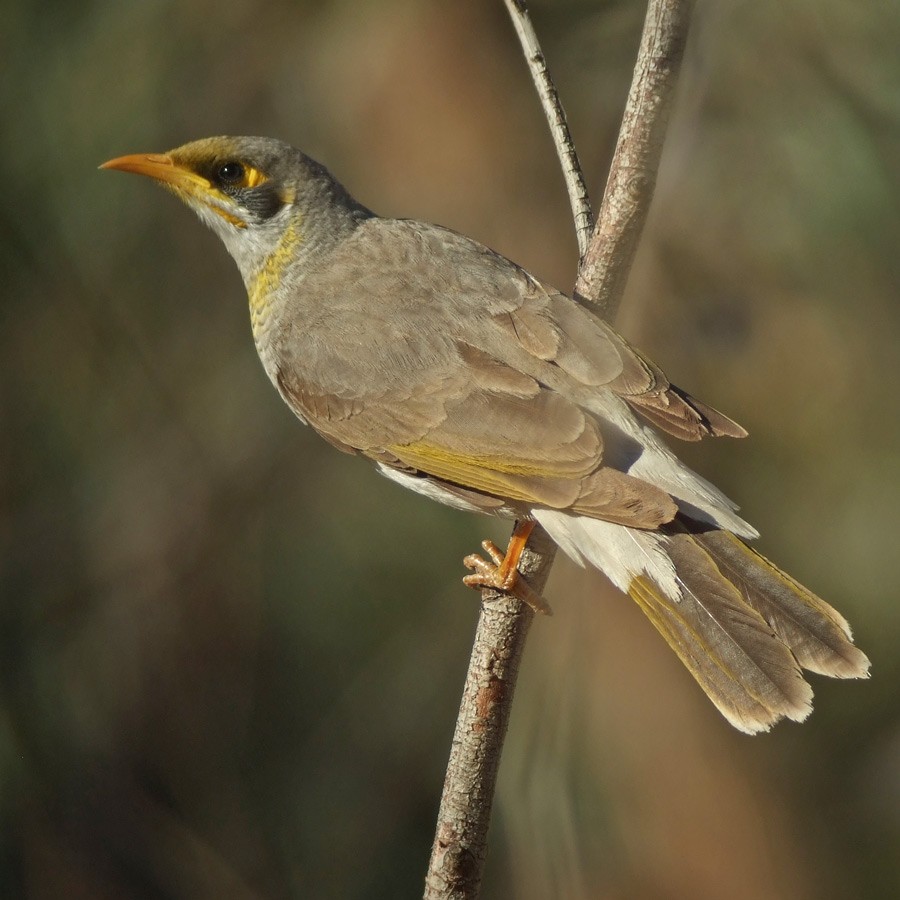 Yellow-throated Miner - Mat Gilfedder