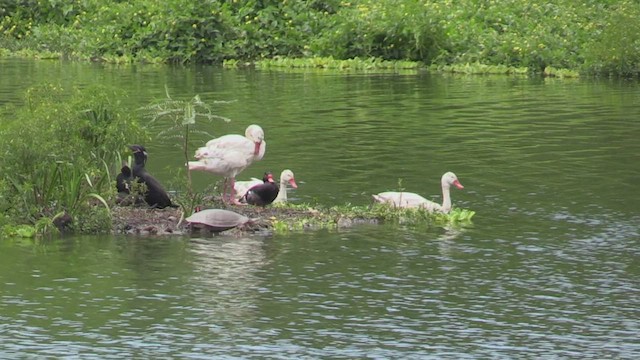 Coscoroba Swan - ML459967951