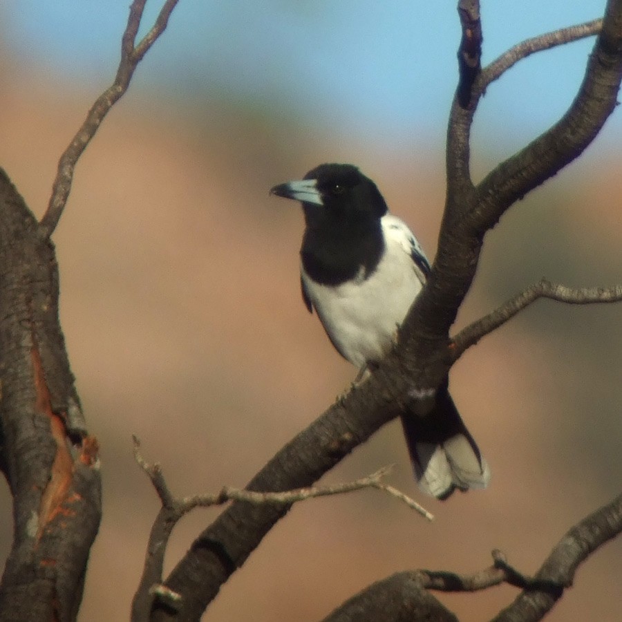 Pied Butcherbird - ML45996801