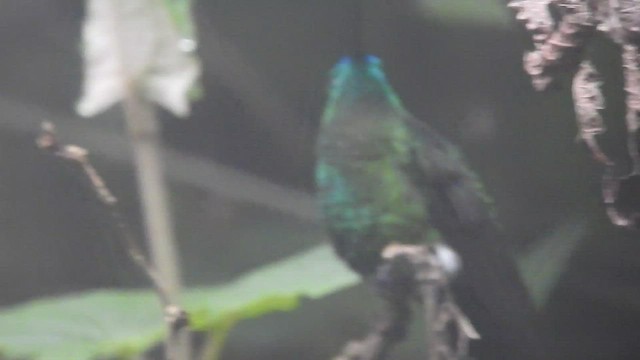 Sapphire-vented Puffleg - ML459968421