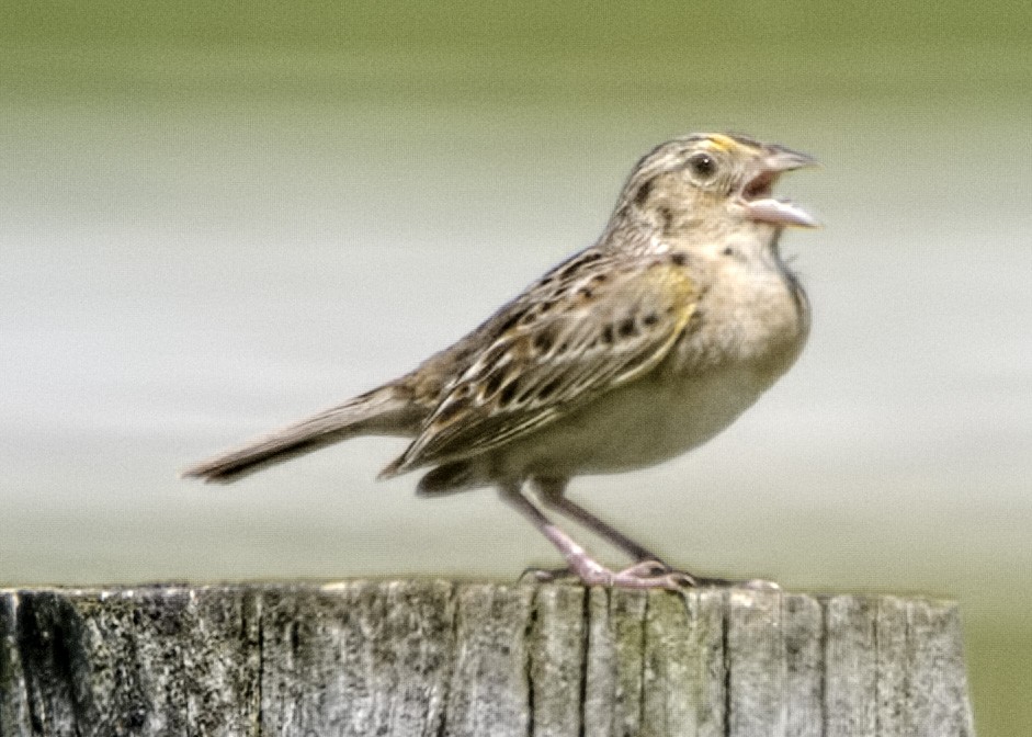 Grasshopper Sparrow - ML459968481