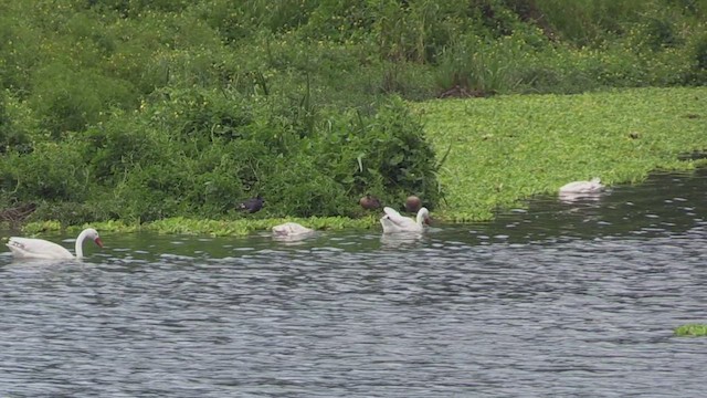 カモハクチョウ - ML459968691