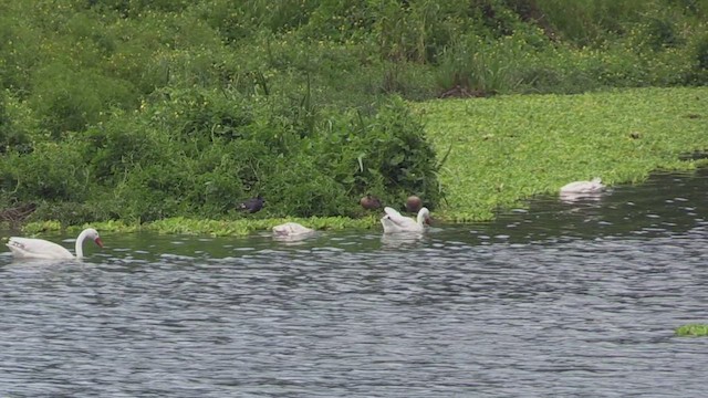 Coscoroba Swan - ML459968691