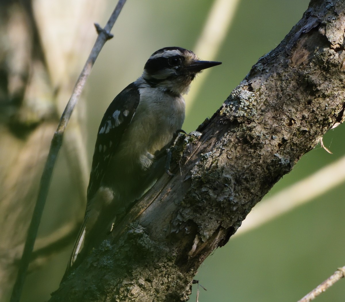 Hairy Woodpecker (Eastern) - ML459968871