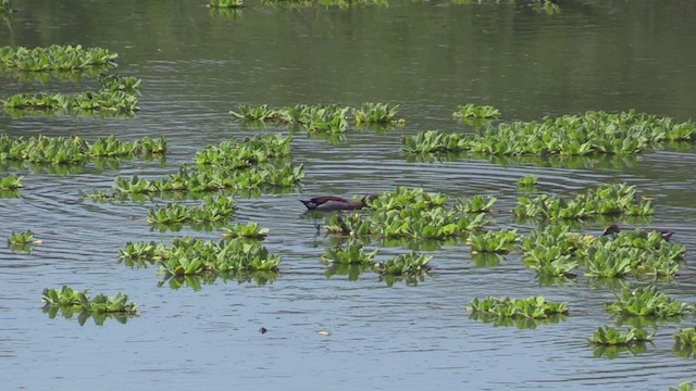 Ringed Teal - ML459970181