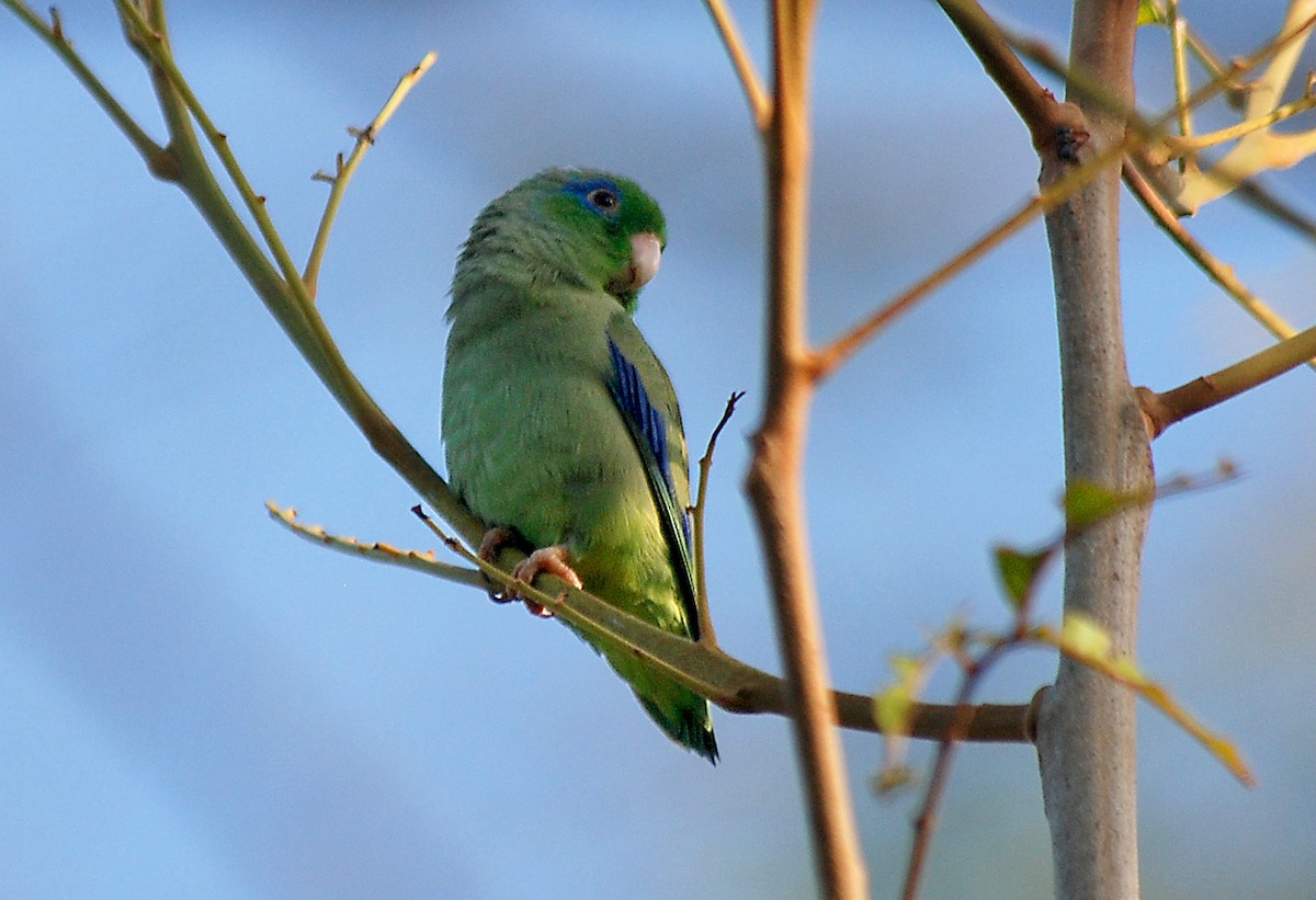 Spectacled Parrotlet - ML45997121