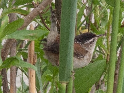 Marsh Wren - Wayne Lattuca