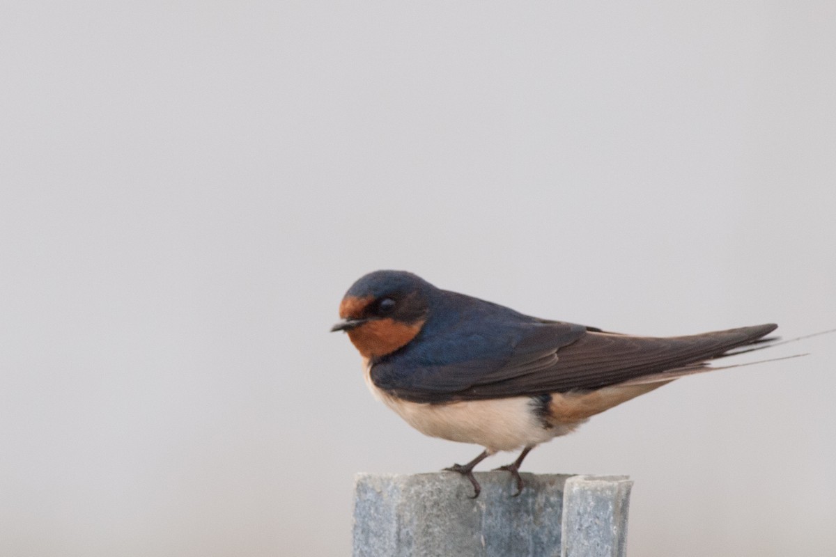 Barn Swallow - ML459972491