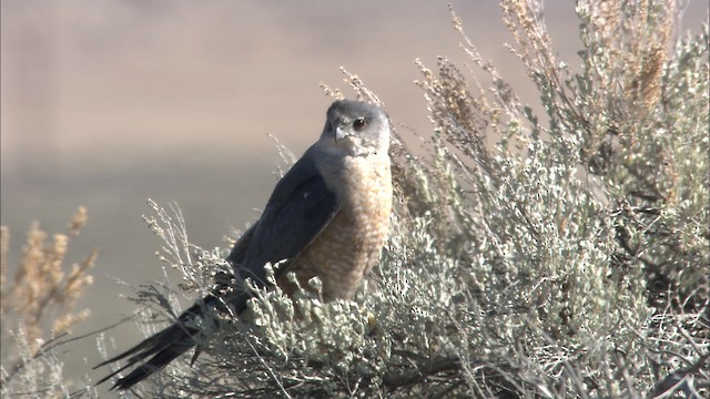 Cooper's Hawk - ML459974