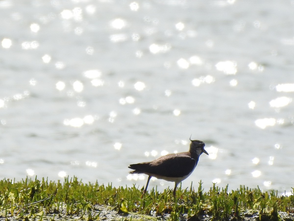 Умардын хавтгаалж - ML459974271