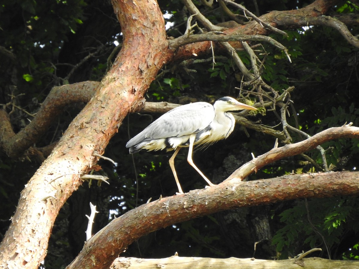 Хөх дэглий - ML459974391