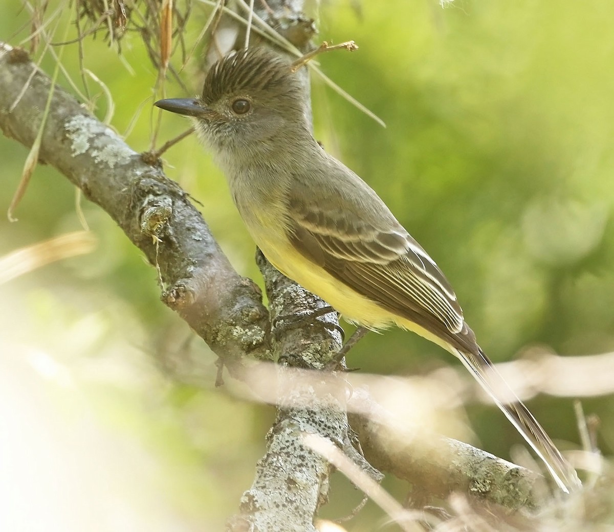 Kolombiya Vadi Sinekkapanı - ML459974441