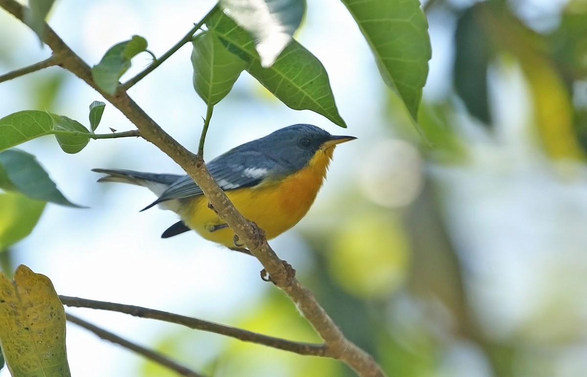 Tropikal Parula - ML459974611