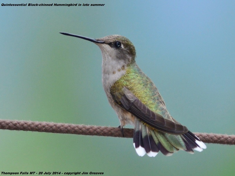 Black-chinned Hummingbird - ML459974741