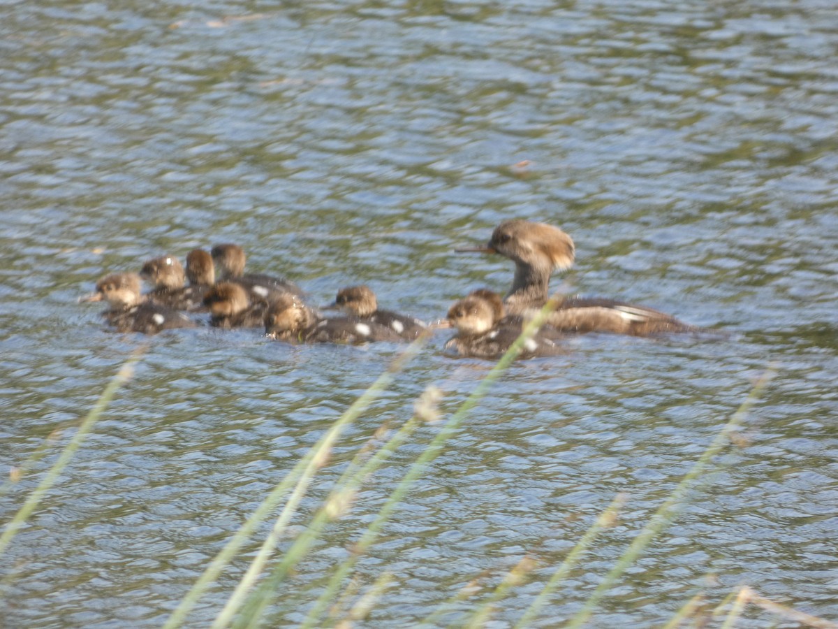 Hooded Merganser - Denis Bonneau