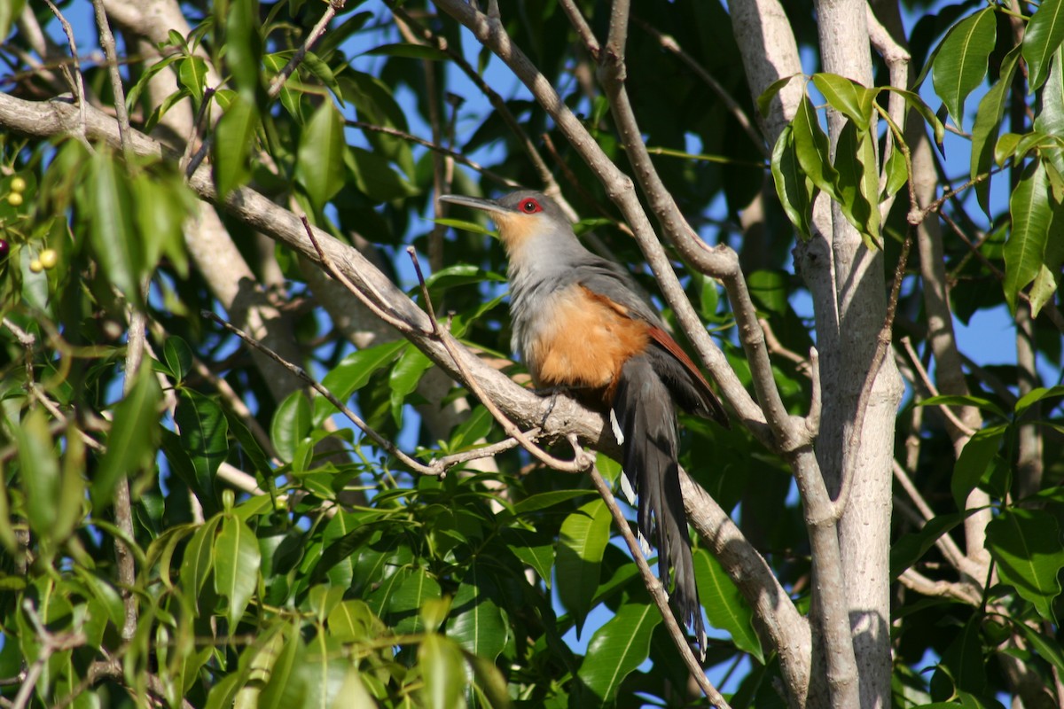 Hispaniolan Lizard-Cuckoo - ML45997551