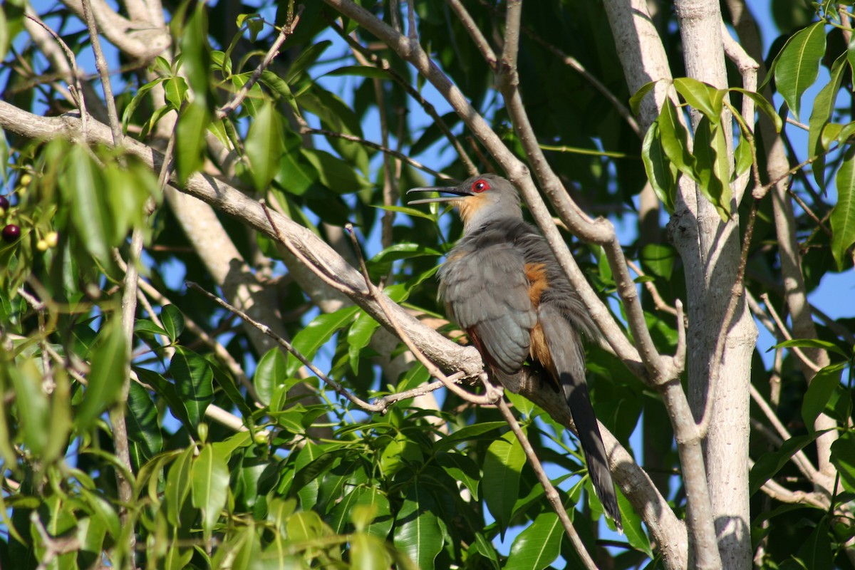 Hispaniolan Lizard-Cuckoo - ML45997571