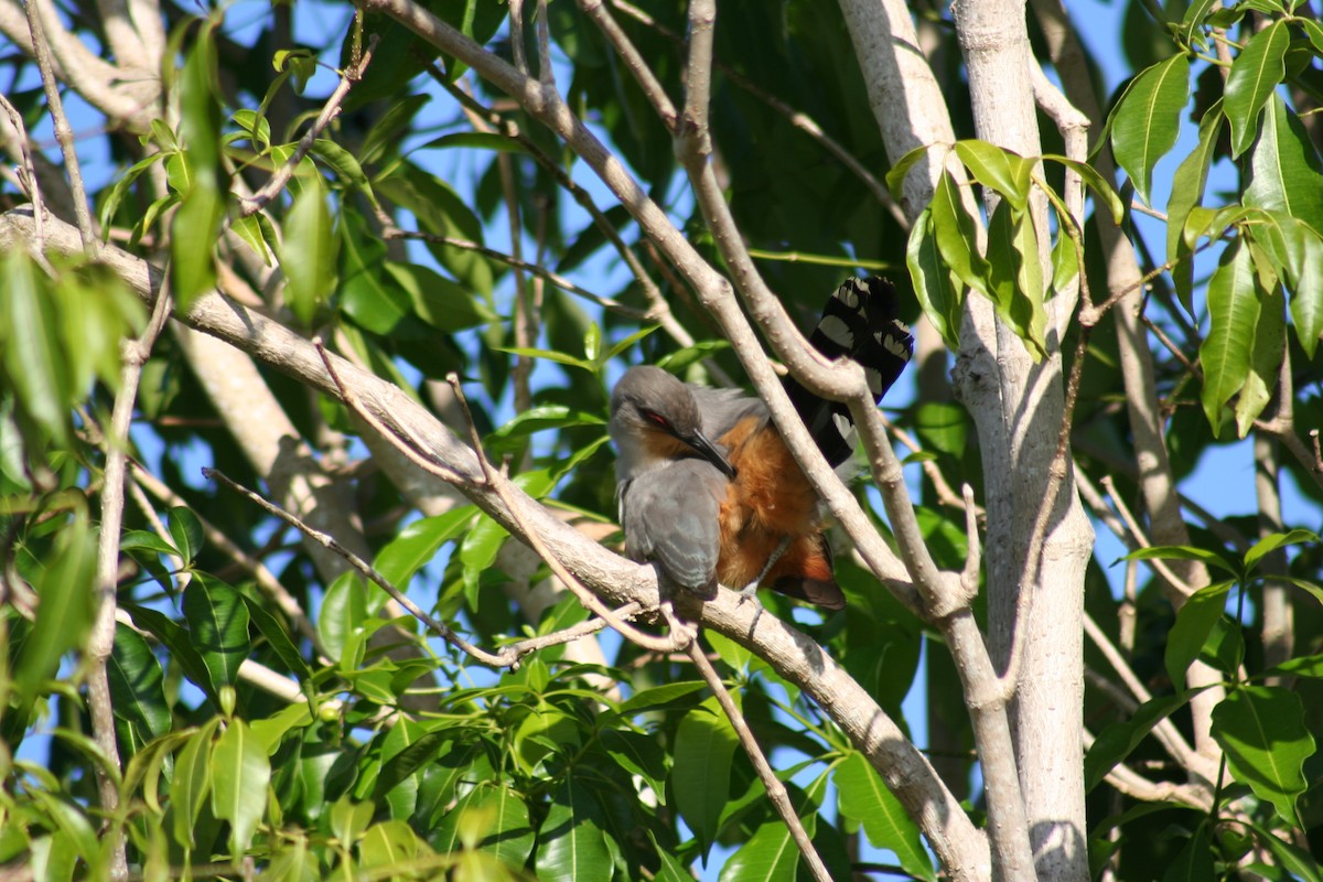 Hispaniolan Lizard-Cuckoo - Brendan Fogarty