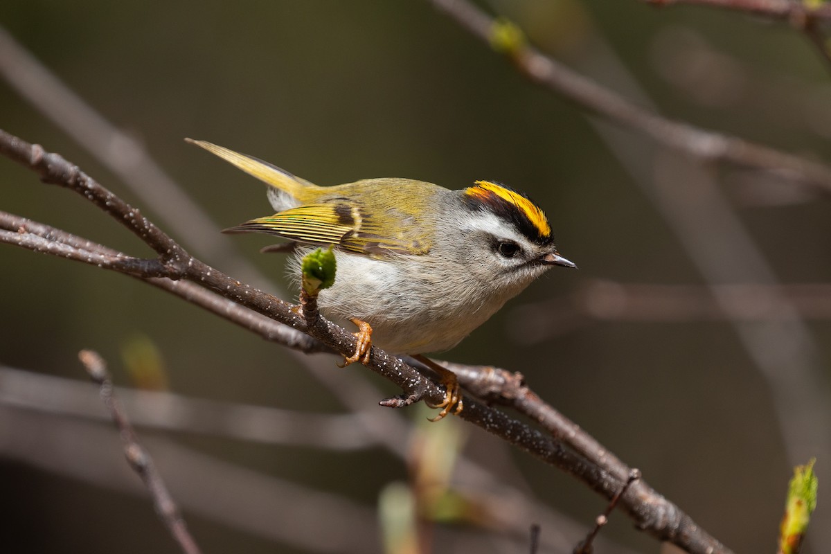 Golden-crowned Kinglet - ML459975921