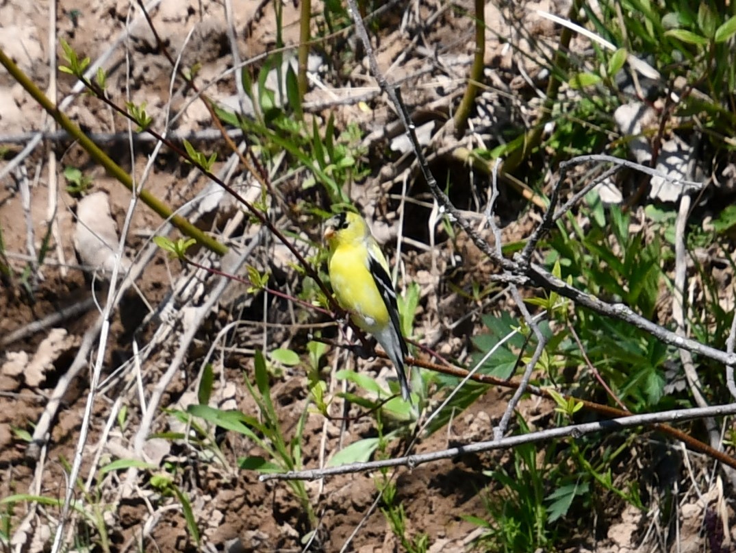 American Goldfinch - ML459975931