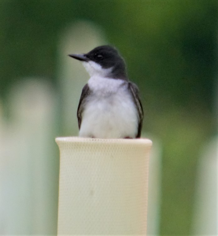 Eastern Kingbird - ML459976041