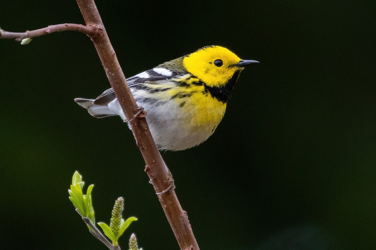 Townsend's x Hermit Warbler (hybrid) - James MacKenzie