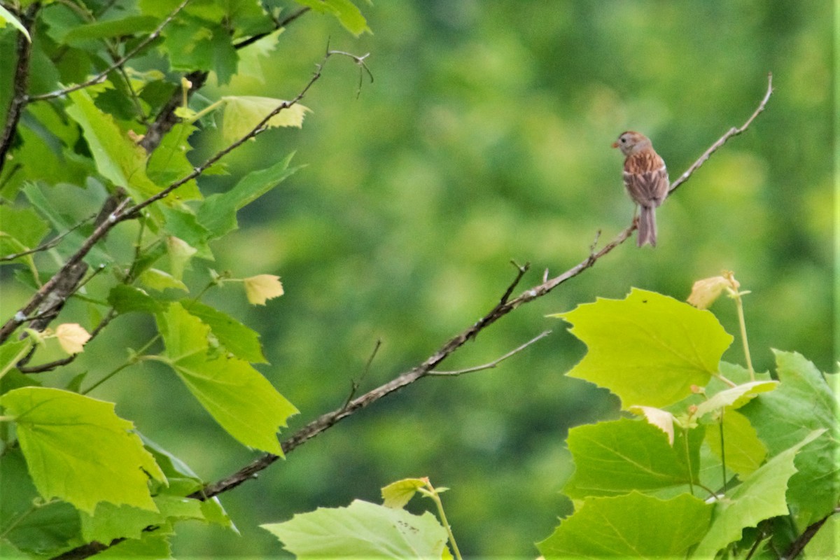 Field Sparrow - Alexandra Barath