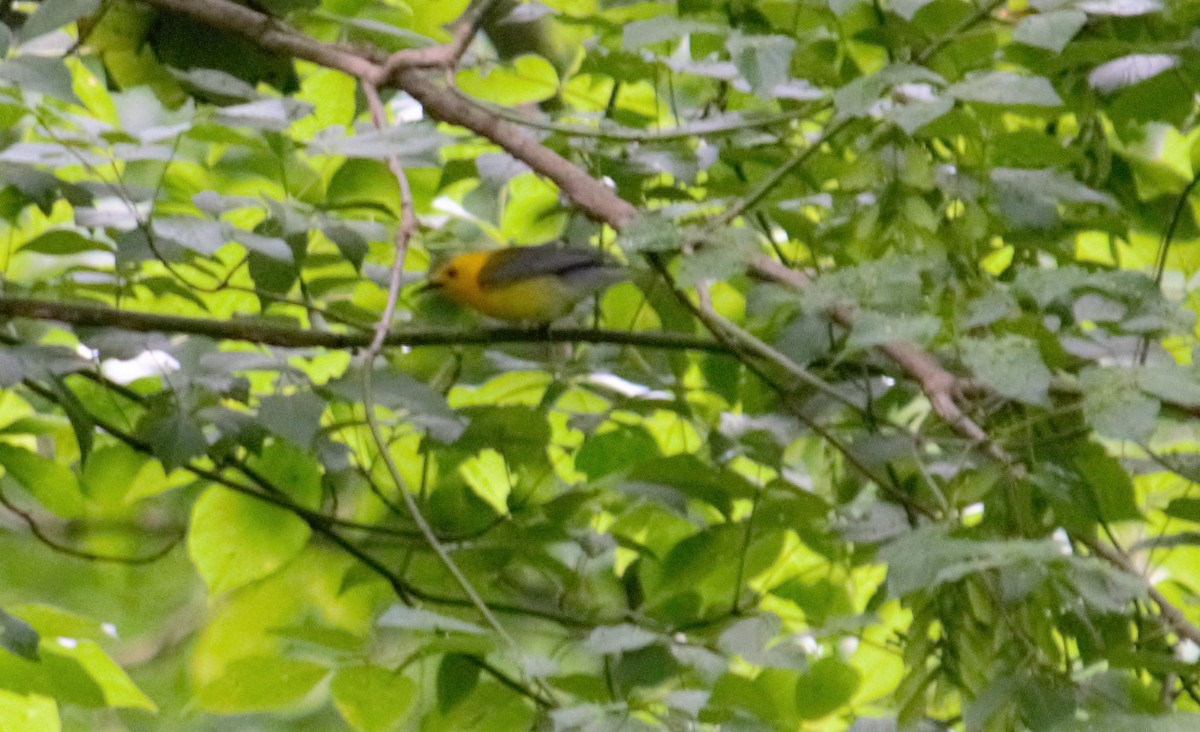 Prothonotary Warbler - Alexandra Barath