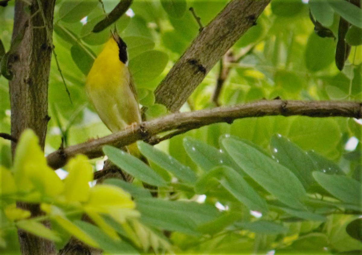 Common Yellowthroat - Alexandra Barath