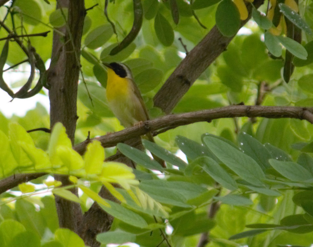 Common Yellowthroat - Alexandra Barath