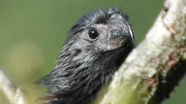 Groove-billed Ani - ML459977061