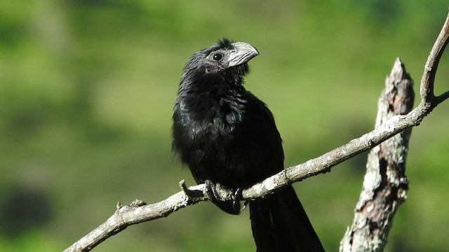 Groove-billed Ani - ML459977091