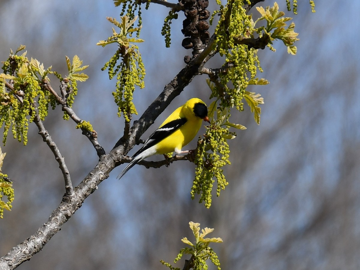 American Goldfinch - ML459977491