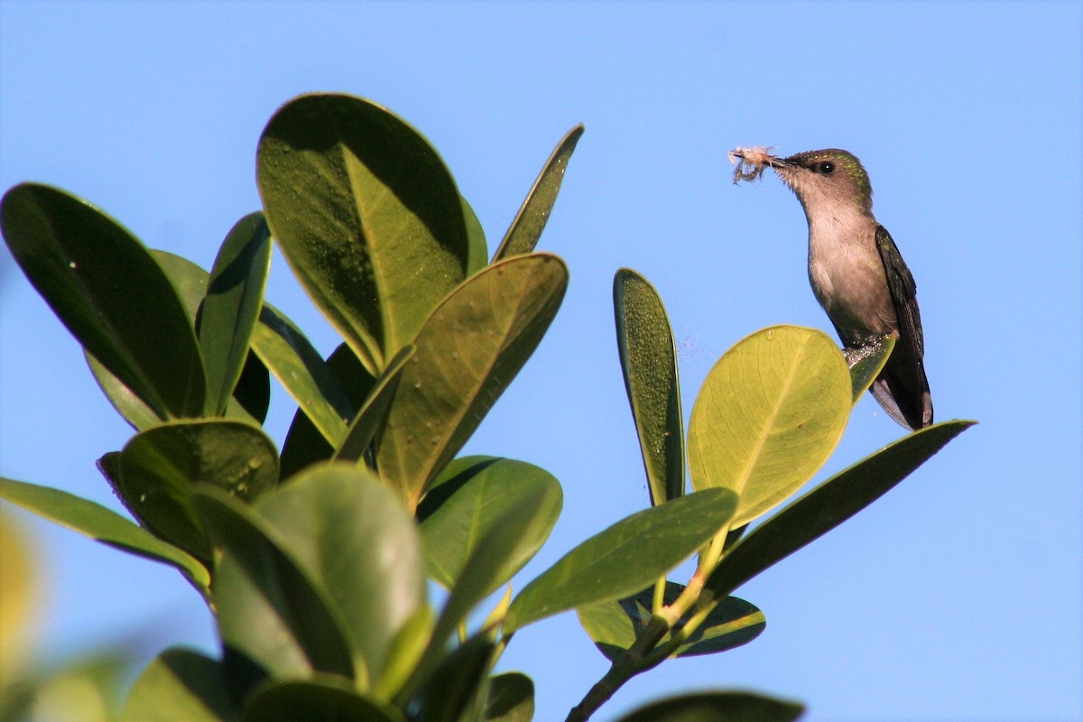 Colibrí Zumbadorcito - ML45997771